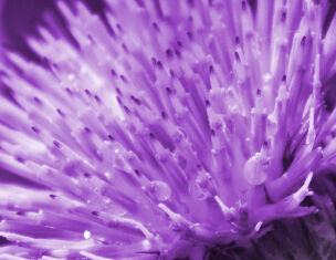 Close-up of a purple flower with spiky petals and water droplets glistening on its surface.
