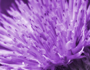 Close-up of a purple flower with spiky petals and water droplets glistening on its surface.