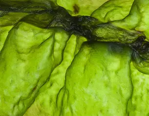 Nadere close-up van heldergroen zeewier met een glanzende textuur en variaties in tinten.