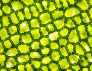 Close-up of green plant cells, showcasing a honeycomb-like structure and vibrant chlorophyll-filled vacuoles.