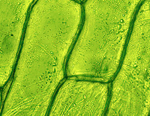 Microscopic view of green plant cells, showcasing their intricate structure and cellular arrangement.