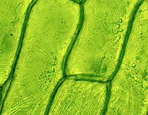 Close-up van groene plantcellen onder een microscoop, waarbij hun getextureerde oppervlakken en structuren zichtbaar zijn.