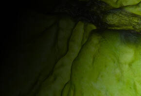 Groene, golvende textuur met een glanzend oppervlak, half in het donker, mogelijk een close-up van een natuurlijk object.