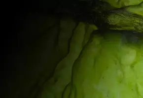 Groene, golvende textuur met een glanzend oppervlak, half in het donker, mogelijk een close-up van een natuurlijk object.